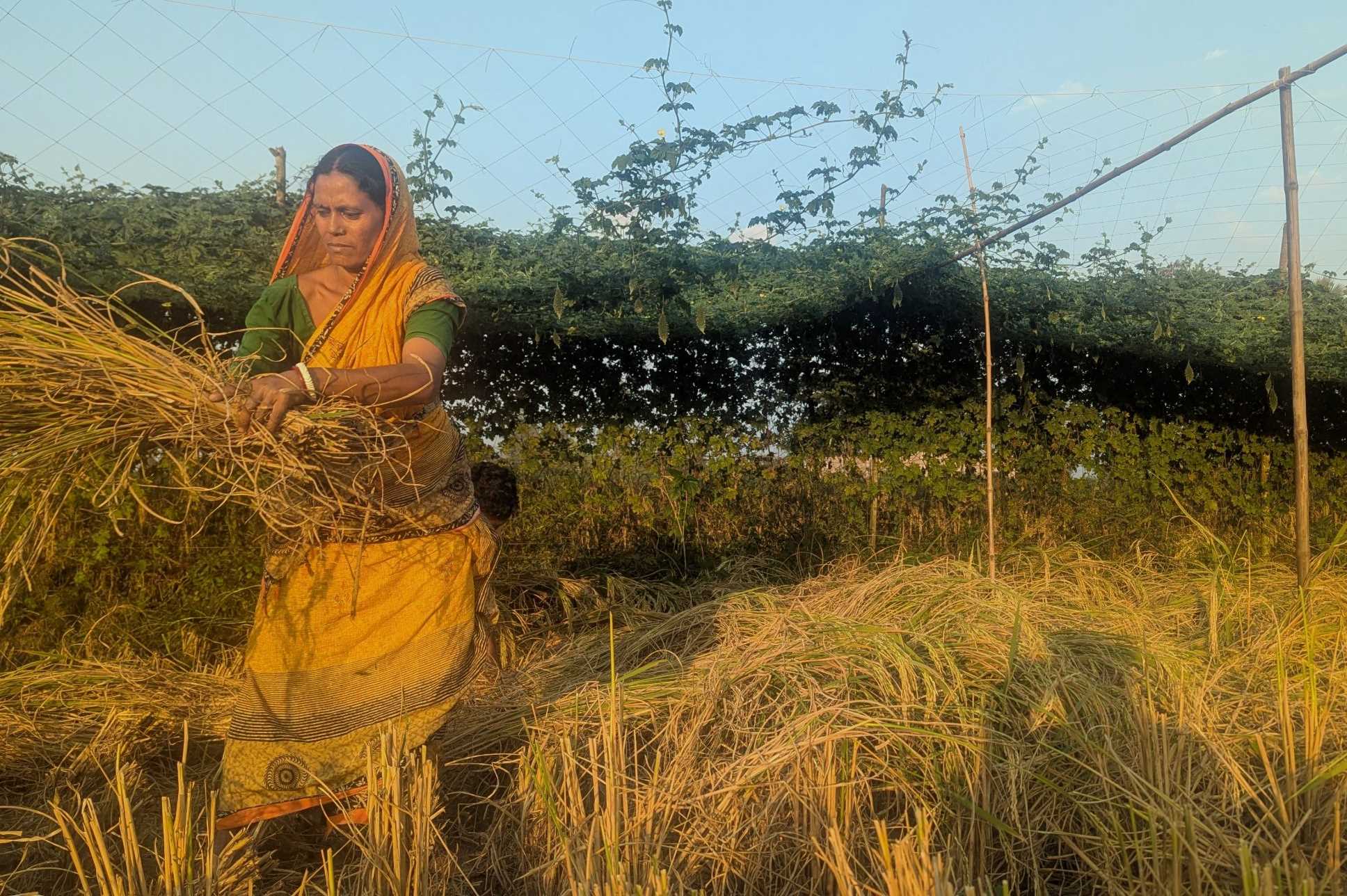 Binodpur villager, Tumpa, working on the field.