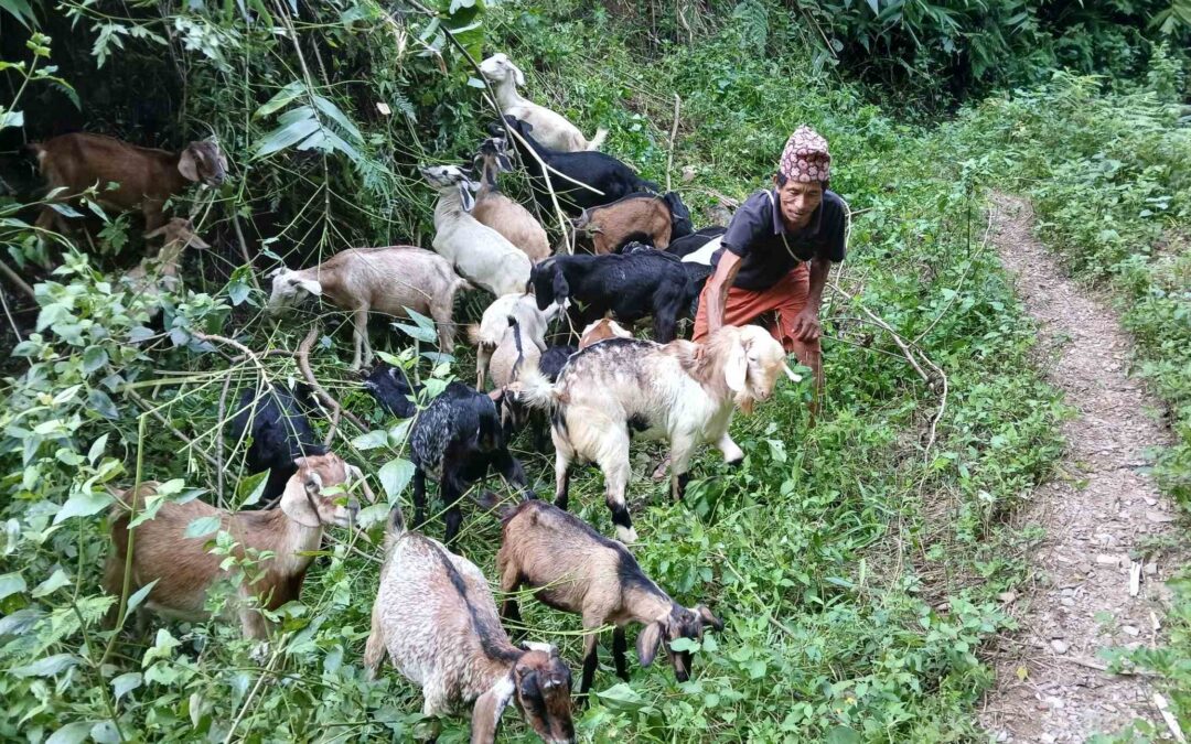 Happiness is a Goat Herd!