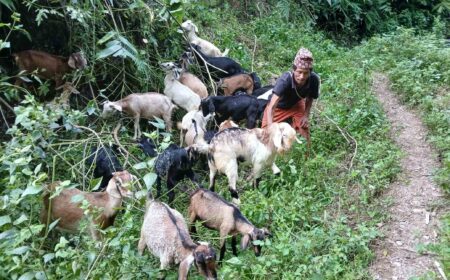 Happiness is a Goat Herd!