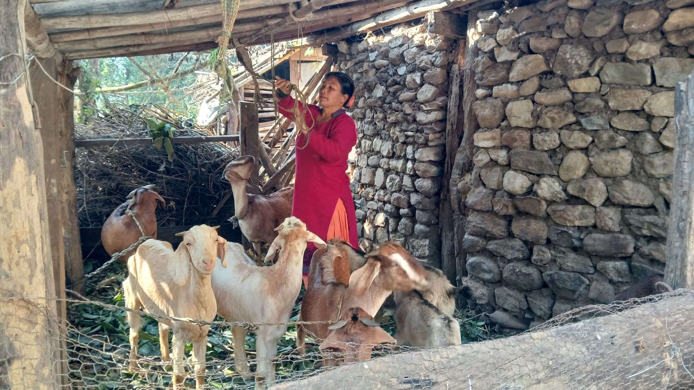 Chainpur female villager, Sabina, working with her goats.