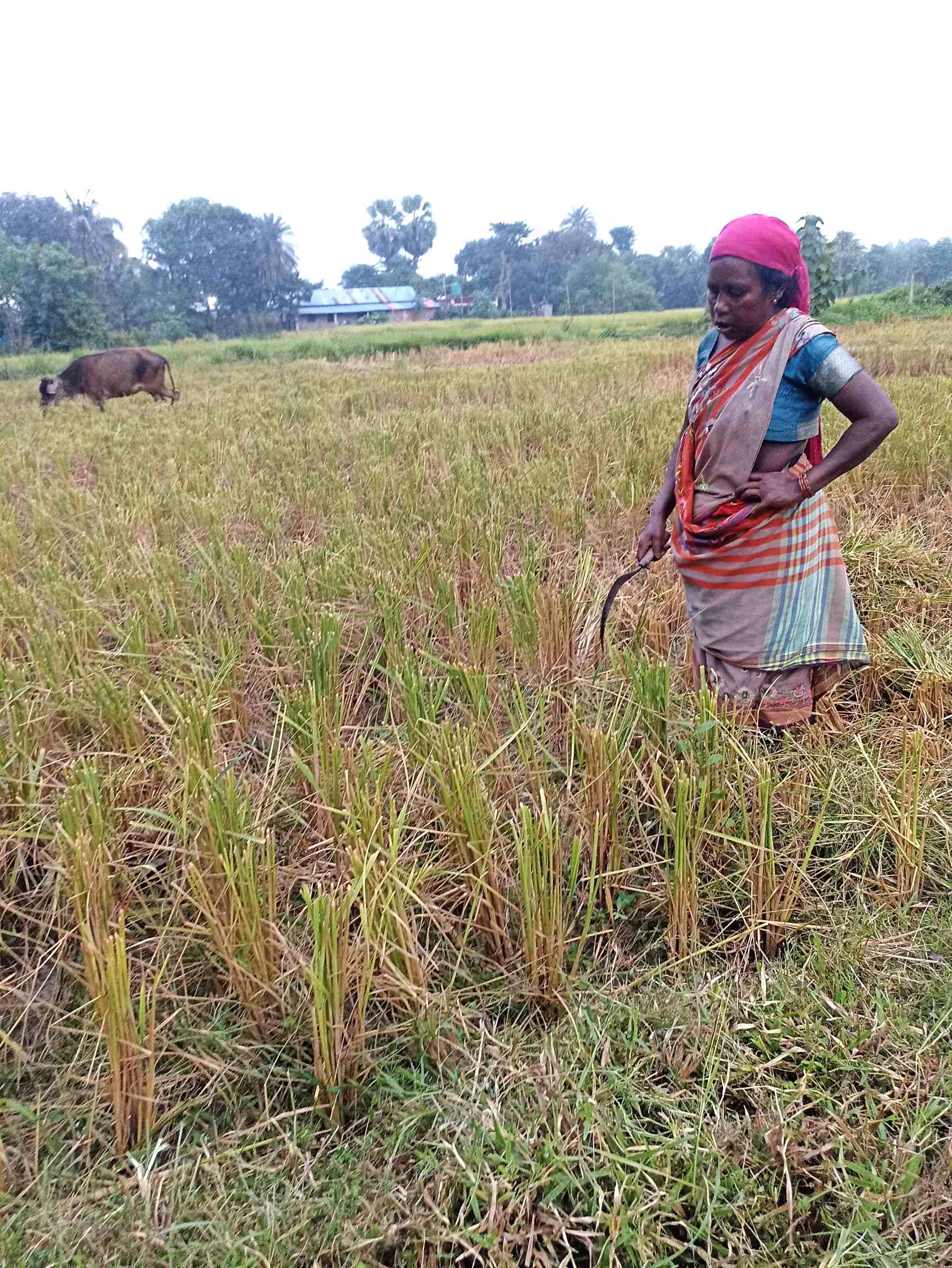 Katuwaghat female villager, Edha, working on the field.