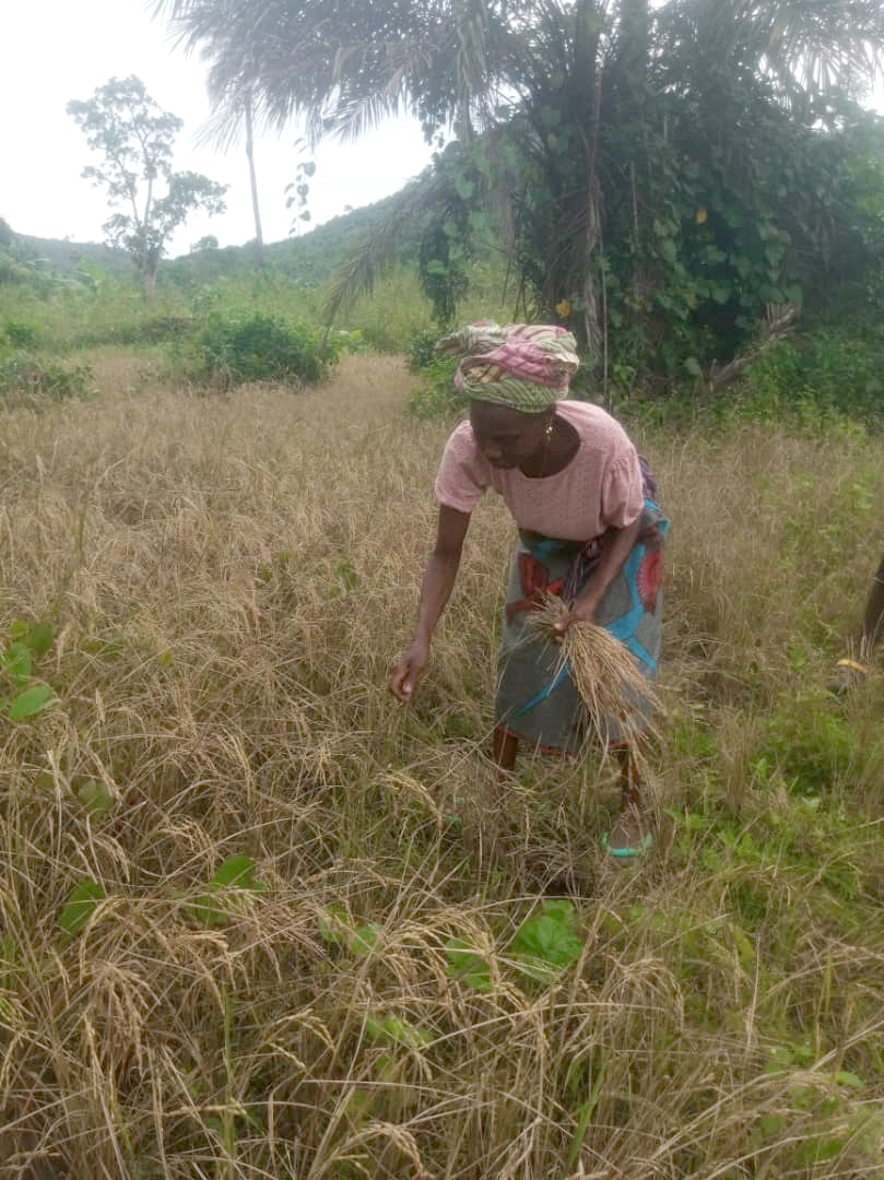 Sierra Leone female villager, Mama Sao, reaping her harvest on the field.