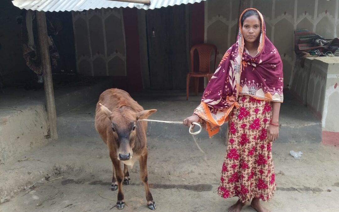 Confidence Grows from Goats to Cows