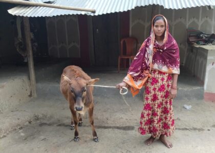 Confidence Grows from Goats to Cows