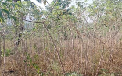 Land Ownership Ahoy!