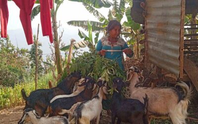 Better Use of Local Resources Increases Income