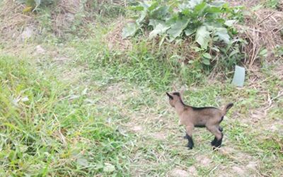 From Groundnuts to Goats
