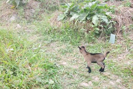 From Groundnuts to Goats