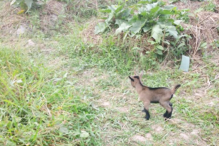 A newborn goat out on a crop field.