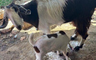 What a Great Goat!