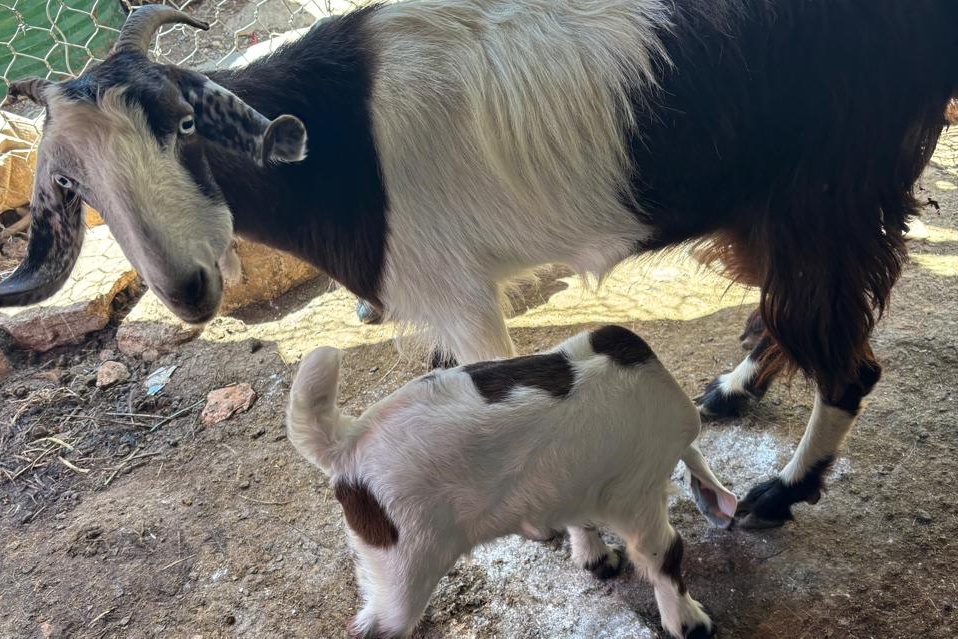What a Great Goat!